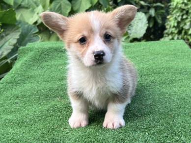 Pembroke welsh corgi puppies