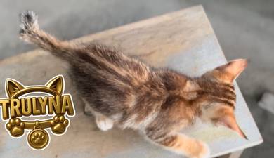 REhome anak kucing kitten MARBLE BROWN COMEL cute