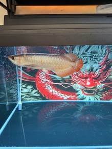 arowana super red