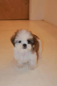 E4 Sweet Shih Tzu Dog