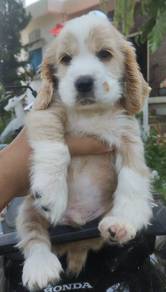 ENGLISH COCKER SPANIEL PUPPIES C35 🌻 Male