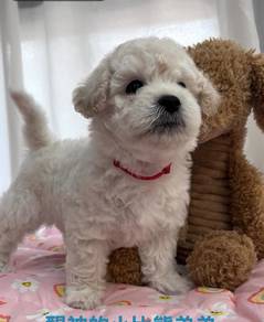 Bichon Frise 