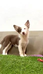 Border collie special marking