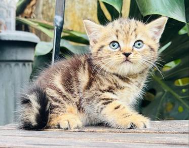 Munchkin Non Standard shorthair