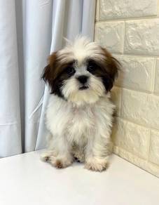 J0252 Shih Tzu Teddy Face Puppy