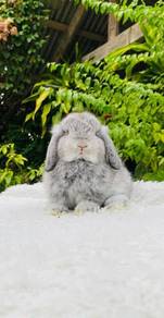 holland lop