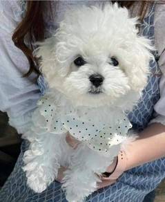 BC5002 Tiny size Bichon Frise puppy