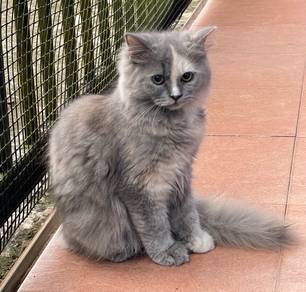 DLH Kucing 