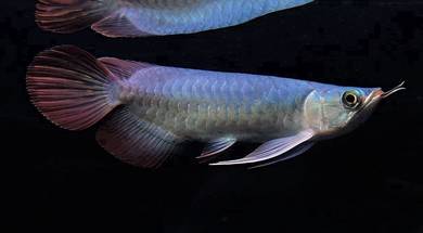 Arowana super red 7 inch -wholesale price