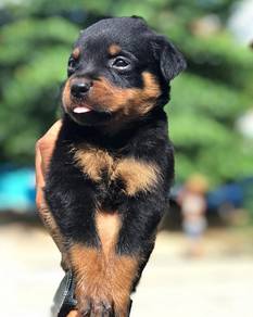 Rottweiler 