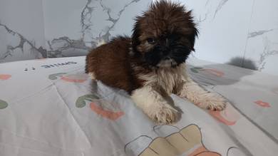 Shih ztu Puppy