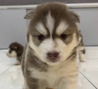 Husky wooly vaccinated dewormed