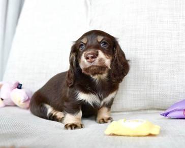 MINIATURE DACHSHUND Puppies D163 PREMIUM Quality
