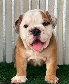 English Bulldog female puppy