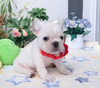 FRENCH BULLDOG PUPPIES VIP810 🌻 Boy-Girl Cream