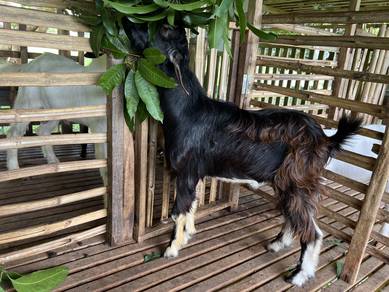 Kambing Jate umur 1 thn 6 bln
