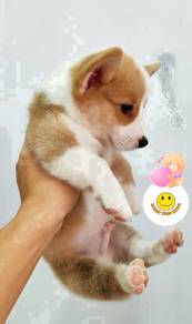 GG_10775 Welsh Corgi pet dog brown white haired