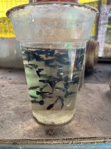 black moscow guppy