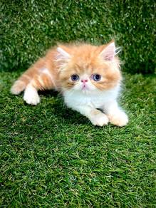 Persian Kitten FF