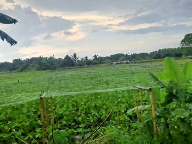 Agricultural Land in Klang, SGR