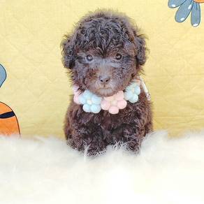 Poodle