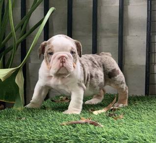 ENGLISH BULLDOG PUPPIES VIP06🐻 BullDog Available