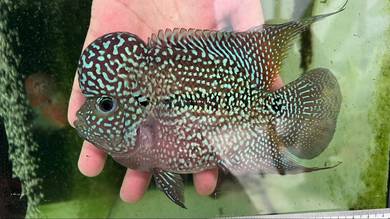 Flowerhorn Kamfa Male with big kok