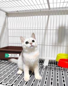 Kitten BSH Silver Male 