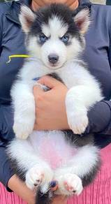 SIBERIAN HUSKY PUPPIES VIP04🌻 Male-Female