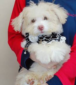 Maltipoo