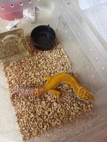 leopard gecko