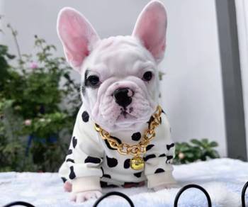FRENCH BULLDOG PUPPIES S225🌻Cute Puppy Available