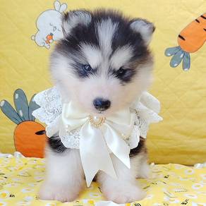 Husky