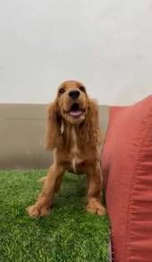 Cocker spaniel pure breed
