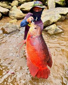 Kaloi Red Borneo — 3–4”🐟| Limited Stock!