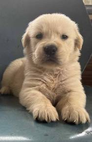 Golden Retriever puppies 22