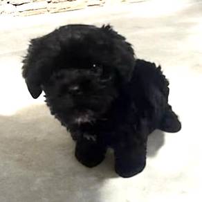 Maltipoo black look like maltese