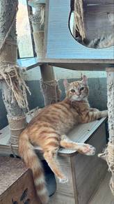 american curl jantan