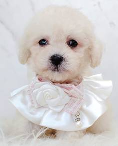 Poodle