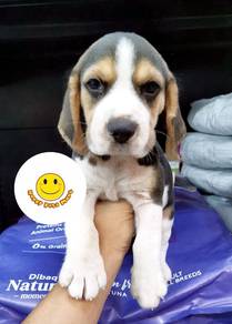 QQ2066 Beagle tri color male puppy dog