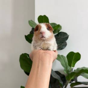 Teddy bear guinea pig tikus belanda arbok