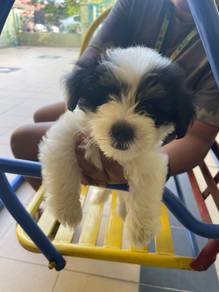 Hawanese mix