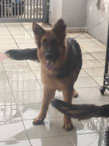 German shepherd