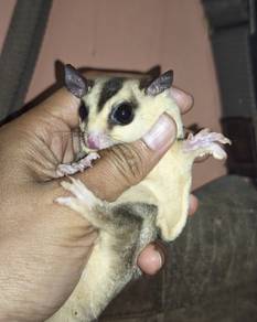 Sugar glider 