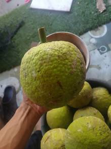 buah sukun 