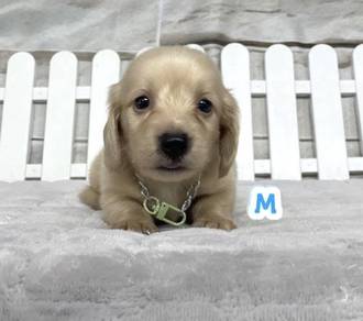 MINIATURE DACHSHUND Puppies  VIP71🐻 Male