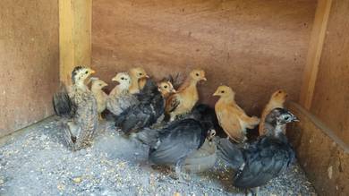 anak ayam serama