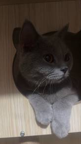 bsh