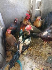 ayam kampung 