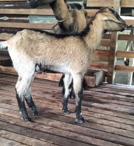 anak kambing comel2 